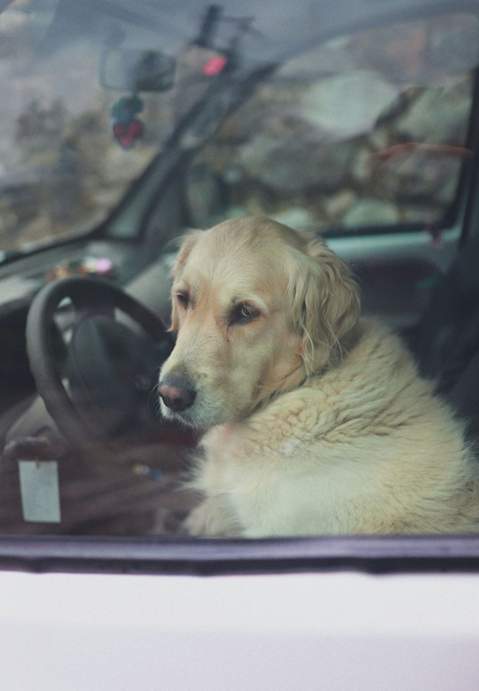 Wet-Dog Smell, Urine, and Old Accidents